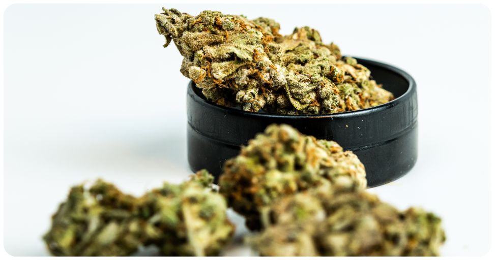 fleur de cbd de qualité